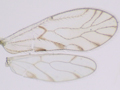 Trichopsocus clarus